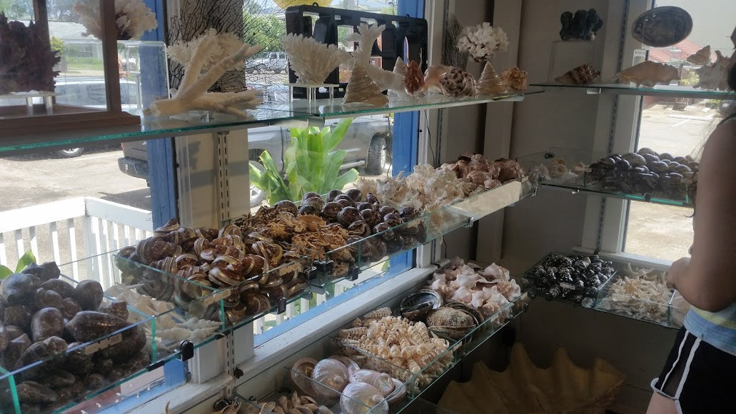 Shell Factory Sea Shells – The Shell Factory