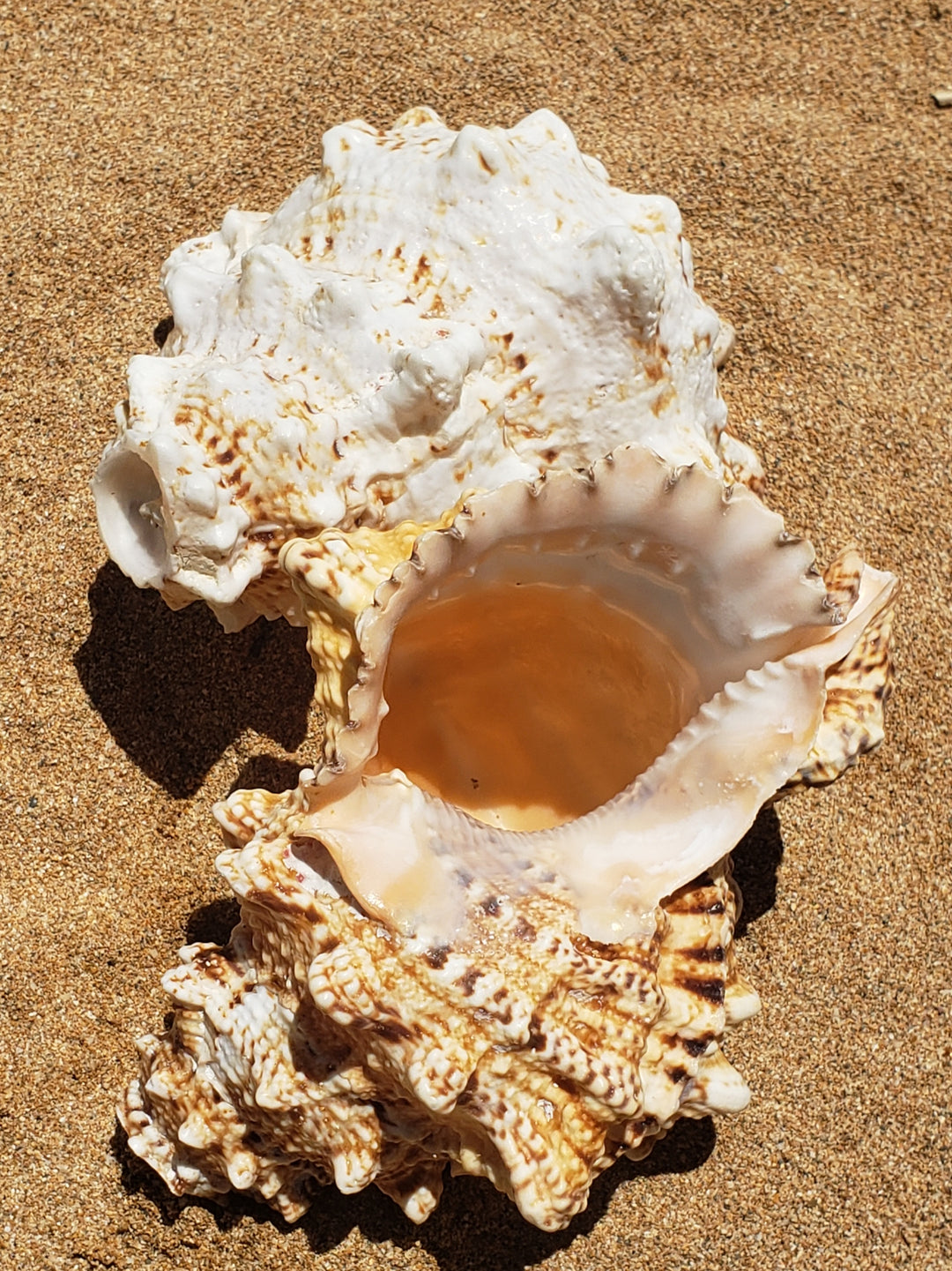 Sea Shells – The Shell Factory