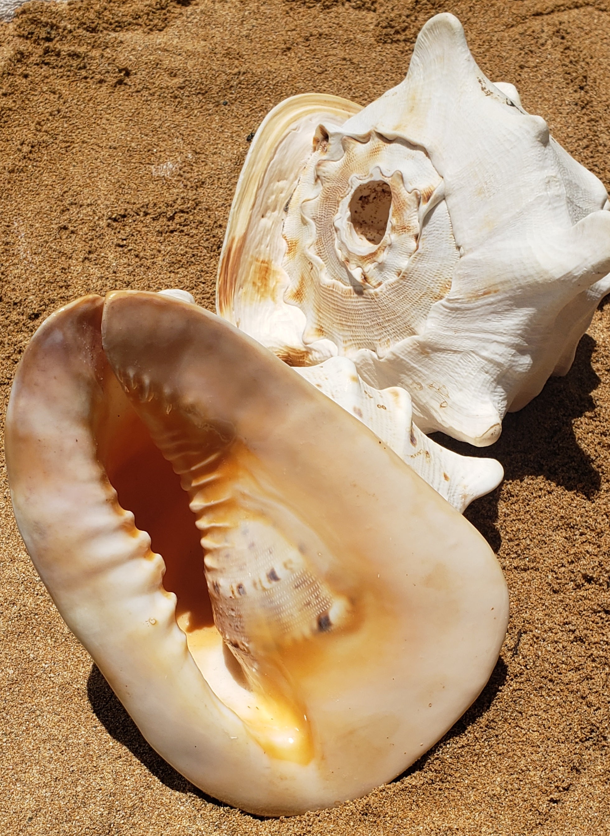 Sea Shells – The Shell Factory
